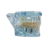 Dental Implant Teaching Model for Dentists & Students in Blue, side view in protective wrap