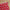 Medical Caduceus Wrapping Paper, caduceus symbols on crimson: white glossy finish, unrolled on a wooden table with scissors, twine and a kraft gift tag