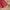Medical Caduceus Wrapping Paper, caduceus symbols on crimson: white glossy finish, unrolled on a wooden table with scissors, twine and a kraft gift tag